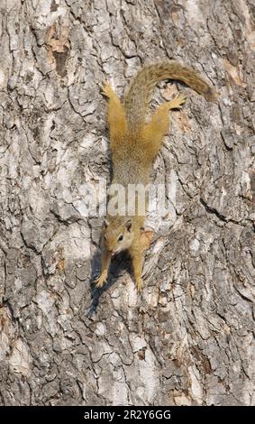 Südafrikanisches Baumhörnchen (Paraxerus cepapi), ausgewachsen, auf Baumstamm, Gähnen und Stretchen, Kruger N. P. Mpumalanga, Südafrika Stockfoto