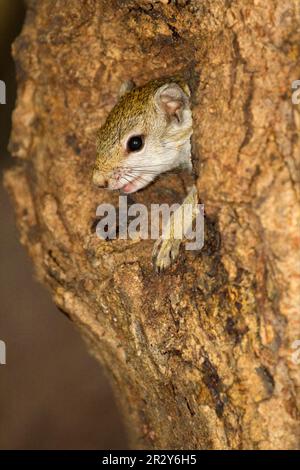 Südafrikanisches buschhörnchen (Paraxerus cepapi), Erwachsener, mit Blick aus dem Nestloch im Baumstamm, Okavango Delta, Botsuana Stockfoto