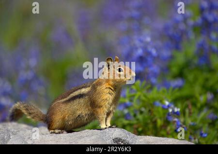 Cascade-Erdhörnchen (Spermophilus saturatus), Erwachsener, auf Felsen stehend, Mount Rainier N. P. Washington utricularia ochroleuca (U.) Stockfoto