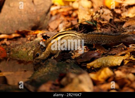 Tamiops mcclellandii, himalaya-Eichhörnchen (Tamiops mcclellandii), Baumgestreiftes Eichhörnchen, Nagetiere, Säugetiere, Tiere, Himalaya Gestreiftes Eichhörnchen Stockfoto