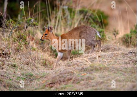 Ducker (Sylvicapra grimmia), Antilopen, Huftiere, Säugetiere, Tiere, Duiker, männlich, im offenen Wald, Bale Mountains N. P. Stockfoto