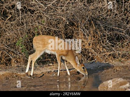 Ducker (Sylvicapra grimmia), Antilopen, Huftiere, Glattzehenartige Huftiere, Säugetiere, Tiere, gemeiner Ducker, ausgewachsen, trinken aus Waldquellen Stockfoto