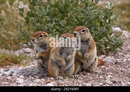 Cape Borstle Eichhörnchen, Cape Borstle Eichhörnchen, Nagetiere, Säugetiere, Tiere, Eine Gruppe junger Eichhörnchen, Botsuana Stockfoto