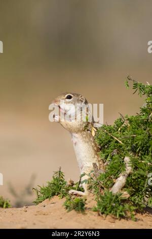 Mexikanisches Erdhörnchen (Spermophilus mexicanus), Nagetiere, Säugetiere, Tiere, mexikanisches Erdhörnchen (Ictidomys mexicanus), Erwachsene, Fütterung Stockfoto