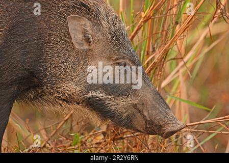 Indisches Wildschwein (Sus scrofa cristatus), indisches Wildschwein, Schweine, Huftiere, Säugetiere, Tiere, indisches Wildschwein ausgewachsen, Nahaufnahme des Kopfes, Kaziranga N. Stockfoto