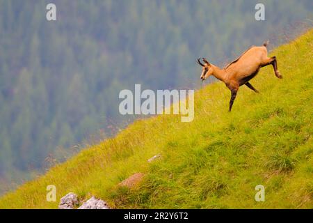 Chamois, Chamois, Chamoises (Rupicapra rupicapra), Ziegen-ähnliche Huftiere, Säugetiere, Tiere, Alpine Chamois, weiblich, rast die Steigung hinunter Stockfoto