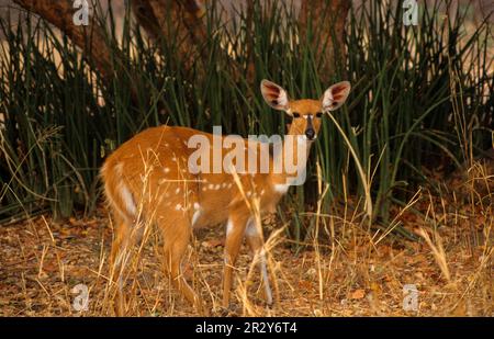 Buschbuck, Buschbuck, Buschbuck (Tragelaphus scriptus), Antilopen, Huftiere, Huftiere mit gleichmäßigen Zehen, Säugetiere, Tiere, Bushbuck-Weibchen im Wald Stockfoto