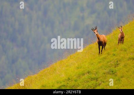 Chamois, Chamois, Chamoises (Rupicapra rupicapra), Ziegen-ähnliche Huftiere, Säugetiere, Tiere, alpine Chamois, weiblich mit jungen, auf dem Hang stehend Stockfoto