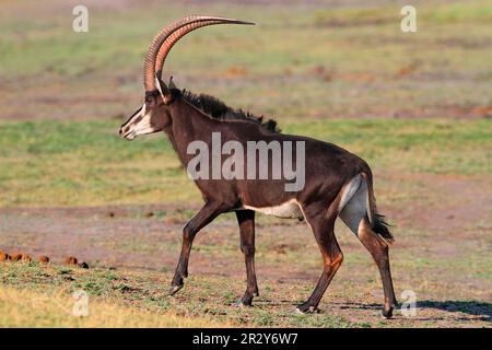 Sable Antelope, Zobelantilope (Hippotragus niger), Antilopen, Huftiere, Huftiere mit gleichmäßigen Zehen, Säugetiere, Tiere, Sable Antelope männlich, laufend Stockfoto