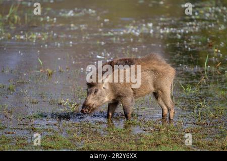 Indisches Wildschwein (Sus scrofa cristatus), indisches Wildschwein, Schweine, Huftiere, Säugetiere, Tiere, indisches Wildschwein ausgewachsen, Fütterung von Wasserpflanzen am Rand Stockfoto