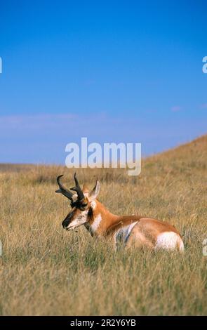 Pronghorn (Antilocapra americans), männlich, in Gras ruht, Custer State Park, South Dakota (U.) S.A. Stockfoto