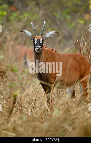 Roan Antelope (Hippotragus equinus), Erwachsene Frau, mit offenem Mund, steht in trockenem Wald, Fatalah Reserve, Senegal Stockfoto