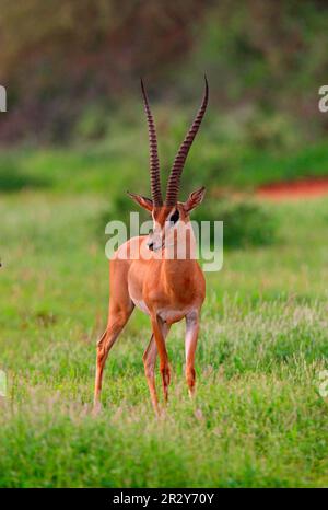 Grants Gazelle (Gazella granti), männlich, nach Regen auf einer üppigen Ebene, Tsavo East N. P. Kenya Stockfoto