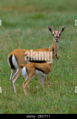 Thomson's Gazelle (Gazella thomsoni) Weiblich mit Jungen, Serengeti, Tansania Stockfoto