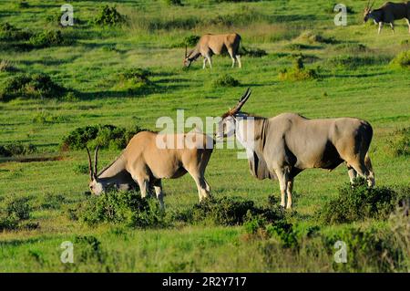 Tragelaphus oryx, gewöhnliche Elefanten (Taurotragus oryx), Antilopen, Antilopen, Huftiere, gleichzehige Huftiere, Säugetiere, Tiere, Common Eland Erwachsener Stockfoto
