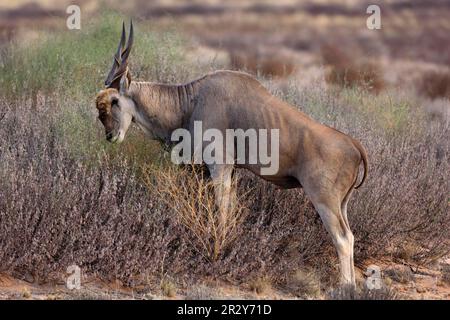 Gemeiner Eland (Taurotragus oryx), junger Mann, füttert, auf der Vegetation surft, Kgalagadi Transfrontier Park, Kalahari Gemsbok N. P. Nordkap Stockfoto