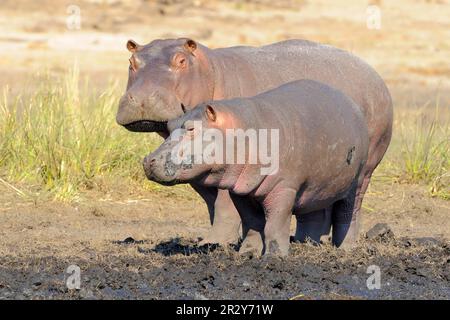 Flusspferde (Hippopotamus amphibius), Flusspferde, Flusspferde, Flusspferde, Flusspferde, Huftiere, Säugetiere, Tiere, Hippopotamus-Mutter und Kalb, stehend Stockfoto