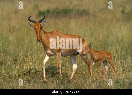 Congoni, Hartebeest (Alcelaphus buselaphus), Congonis, Hartebeest, Antilopen, Huftiere, gleichförmige Huftiere, Säugetiere, Tiere, Cola-Hartebeest Stockfoto