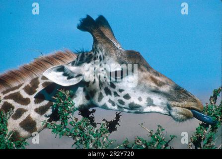 Giraffen, Huftiere, Säugetiere, Tiere, Masai-Giraffe (Giraffa camelopardis) auf Akazien, Kenia FL007204 (S) Stockfoto