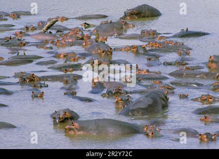 Flusspferde, Flusspferde, Flusspferde, Flusspferde (Hippopotamus amphibius), Huftiere, Säugetiere, Tiere, Hippopotamus-Gruppe im Wasser, Luangwa Stockfoto