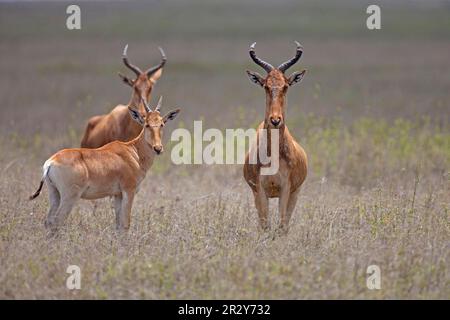 Congoni, Hartebeest, Congonis, Hartebeest, Antilopen, Huftiere, Glattzehne, Säugetiere, Tiere, Cola-Hartebeest (Alcelaphus buselaphus) Stockfoto