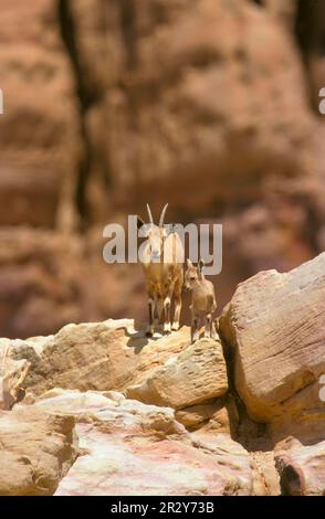 Nubisches Ibex (Capra nubiana) weiblich mit Kalb (S), Jordanien Stockfoto