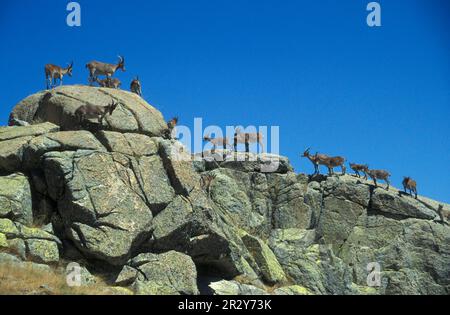 Iberische Ibex, spanische Ibexe (Capra pyrenaica), Ibex, Capricorns, Ziegenartige, Huftiere, Paarhufer, Säugetiere, Tiere, Spanische Ibex Sierra Gredos, Spanien Stockfoto