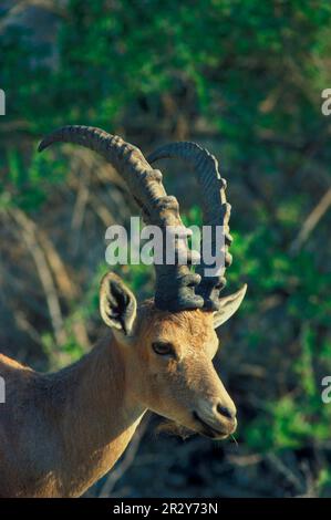 Nubische Ibex (Capra nubiana) Nahaufnahme des Kopfes Stockfoto