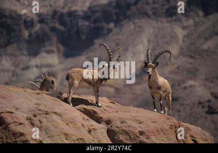 Herde des nubischen Ibex (Capra nubiana) in Wadi Mujib, Jordanien Stockfoto