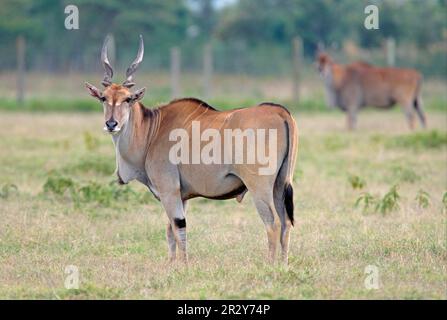 Antilope, Eeland, Antilopen, Antilopen, Huftiere, Glattzehenartige Huftiere, Säugetiere, Tiere, ostafrikanisches Land (Taurotragus oryx Stockfoto