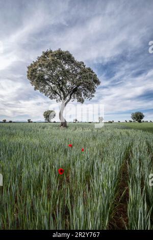 Einsamer Mohn in der Mitte eines Getreidefelds mit jahrhundertealten Steineichen im Hintergrund, vertikal Stockfoto