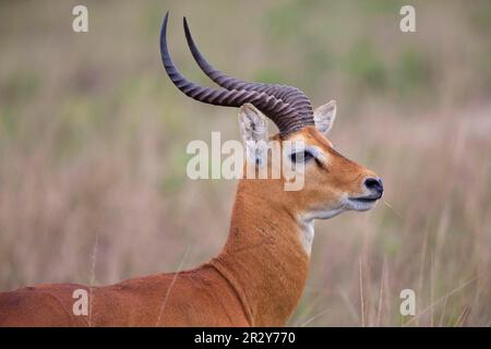 KOB (Kobus kob) männlich, Nahaufnahme von Kopf und Hals, Königin Elizabeth N. P. Uganda Stockfoto