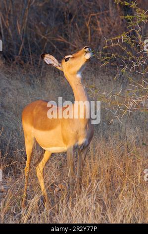 Impala (Aepyceros melampus), weiblich, Fütterung von Akazienbaum, Kruger N. P. Mpumalanga, Südafrika Stockfoto