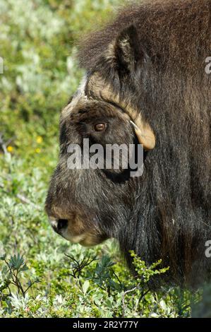 Moschusochsen (Ovibos moschatus), Huftiere, Säugetiere, Tiere, Muskolochse ausgewachsener, Nahaufnahme von Head, Dovrefjell, Norwegen Stockfoto