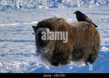 Moschusochse (Ovibos moschatus) im Schnee, Gemeiner Rabe (Corvus corax) hoch oben auf dem Rücken, Alaska (U.) S. A. Stockfoto