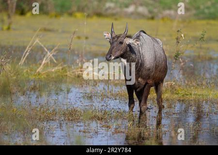 Nilgai (Boselaphus tragocamelus), ausgewachsener Mann, Fütterung von Wasserpflanzen, im Feuchtgebiet, Keoladeo Ghana N. P. (Bharatpur), Rajasthan, Indien Stockfoto