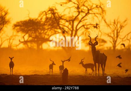 Großkudu (Tragelaphus strepsiceros), ausgewachsener Mann, Impala und Vögel, die bei Sonnenaufgang Silhouette trugen, Savuti, Chobe N. P. Botswana Stockfoto