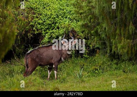 Bergnyala (Tragelaphus buxtoni), erwachsener Mann, steht im Lebensraum des Wacholderwaldes, im Nieselregen, in den Ballbergen, in Oromia, Äthiopien Stockfoto