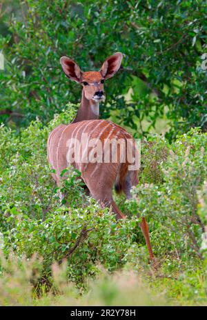 Südlicher kleiner Kudu, südlicher kleiner Kudu, Antilopen, Huftiere, Glatthühner, Säugetiere, Tiere, Lesser kudu (Tragelaphus imberbis australis) Stockfoto