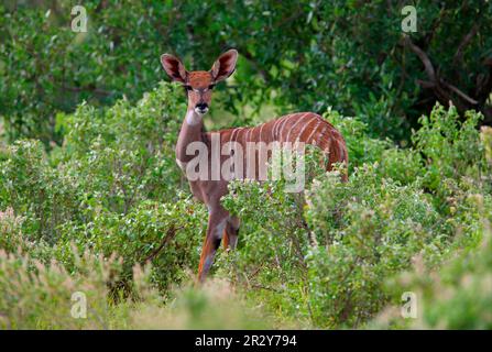 Südlicher kleiner Kudu, südlicher kleiner Kudu, Antilopen, Huftiere, Glatthühner, Säugetiere, Tiere, Lesser kudu (Tragelaphus imberbis australis) Stockfoto