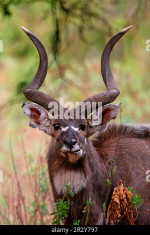 Berg Nyala, Berg-Nyalas (Tragelaphus buxtoni), Antilopen, Huftiere, Huftiere, gleichförmige Huftiere, Säugetiere, Tiere, Mountain Nyala männlich Stockfoto