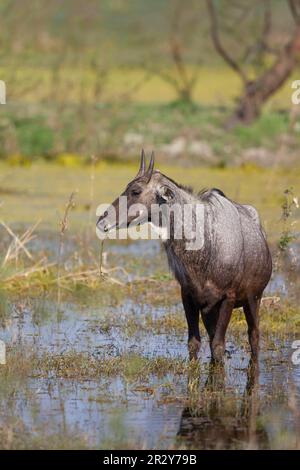 Nilgai (Boselaphus tragocamelus), ausgewachsener Mann, Fütterung von Wasserpflanzen, im Feuchtgebiet, Keoladeo Ghana N. P. (Bharatpur), Rajasthan, Indien Stockfoto