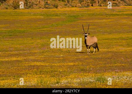 Gemsbok (Oryx gazella), Erwachsener, mit blühenden Wildblumen, Goegap Reserve, Namaqua Wüste, Namaqualand, Nordkap, Südafrika Stockfoto