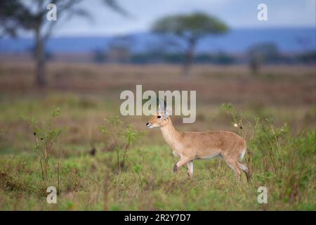 Bohor Reedbuck (Redunca redunca), Reedbuck, Isabella Antelope, Common Reedbuck, Reedbuck, Isabella-Antilopen, Huftiere, Huftiere, Säugetiere Stockfoto