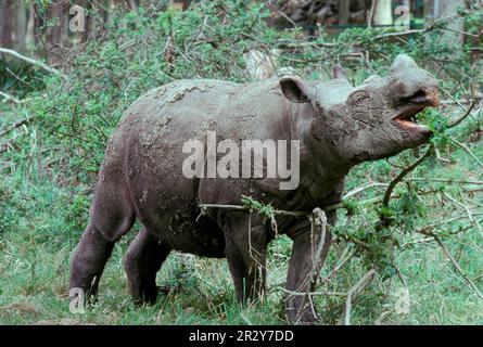 Diceros sumatrensis, Sumatra-Nashörner, Sumatra-Nashörner, Huftiere, Nashörner, Nashörner, Säugetiere, Tiere, ungerade Huftiere Stockfoto