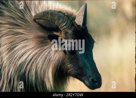 Himalaya himalaya tahr (Hemitragus jemlahicus) Nahaufnahme des Kopfes Stockfoto