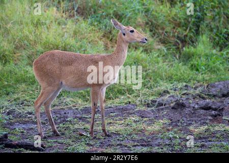 Bohor Reedbuck (Redunca redunca), Reedbuck, Isabella Antelope, Common Reedbuck, Reedbuck, Isabella-Antilopen, Huftiere, Huftiere, Säugetiere Stockfoto