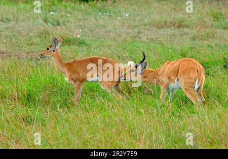 Südlicher Seehecht (Redunca arundinum), großer Seehecht, großer Seehecht, Huftiere, Säugetiere, Tiere, Southern Reedbuck, männlich, männlich, weiblich, schnüffelnd Stockfoto