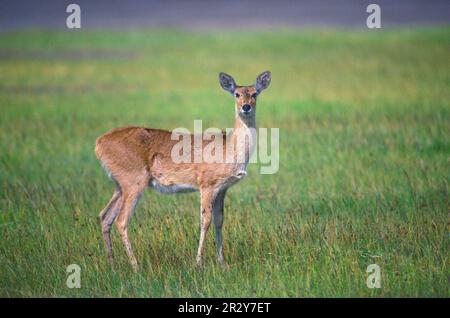 Reedbuck, Bohor (R. redunca) Female Stockfoto