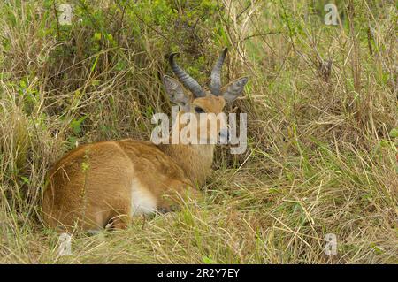 Bohor Reedbuck (Redunca redunca), Reedbuck, Isabella Antelope, Common Reedbuck, Reedbuck, Isabella Antelope, Huftiere, Huftiere, Säugetiere Stockfoto